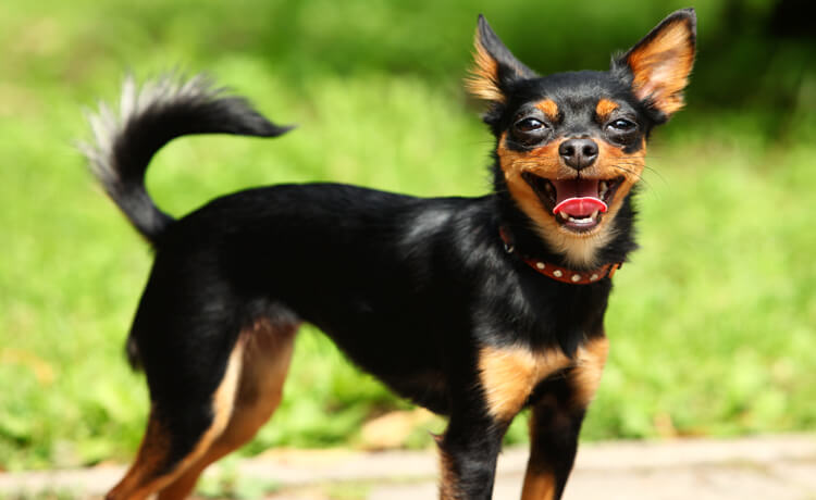  Miniature Pinscher